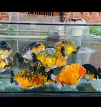 GOLDFISH, View more