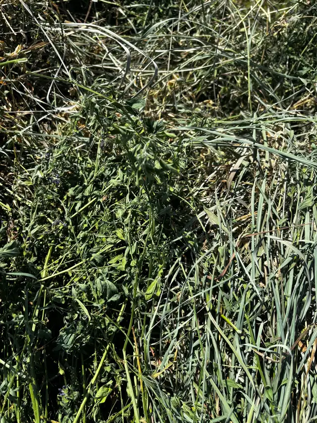 Beautiful Alfalfa Mixed Hay – Ready Now! in Other in Red Deer - Image 7