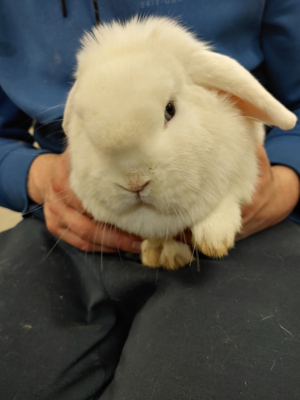 EXTRAORDINARY BABY HOLLAND LOP BUNNY RABBITS in Small Animals for Rehoming in Kingston - Image 4