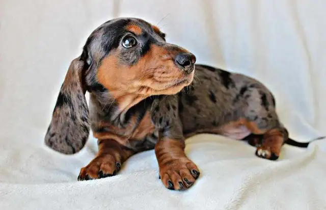 Miniature Dachshund puppy male in Dogs & Puppies for Rehoming in Calgary - Image 2