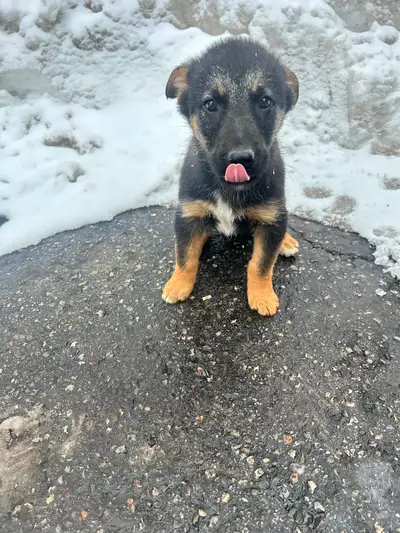 German Shepard x Border Collie puppies ready for homes!, View more