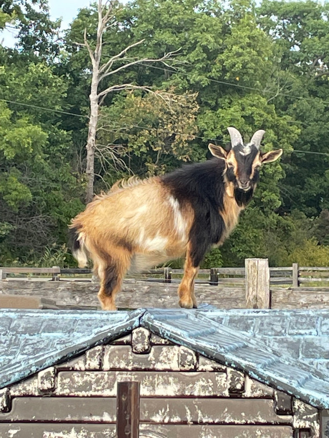 Nigerian dwarf buck in Livestock in Windsor Region