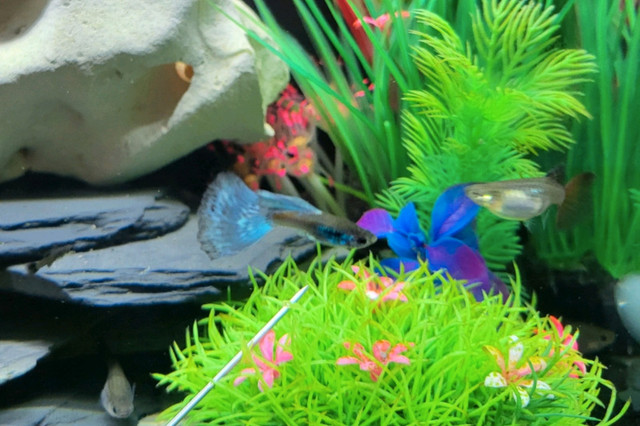 Beautiful adult male and female guppies in Fish for Rehoming in Oshawa / Durham Region