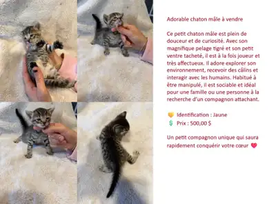 Chatons Savannah x Bengal à réserver, View more