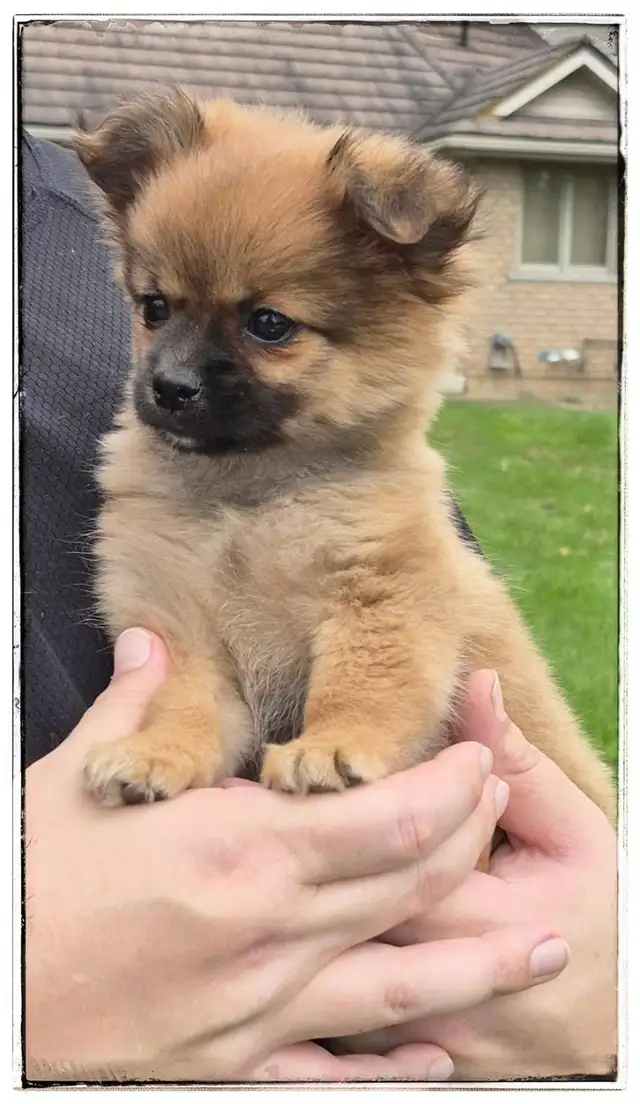 STUNNING SHIRANIAN   puppies  {SHIH-TZU  & POMERANIAN MIX in Dogs & Puppies for Rehoming in London - Image 2