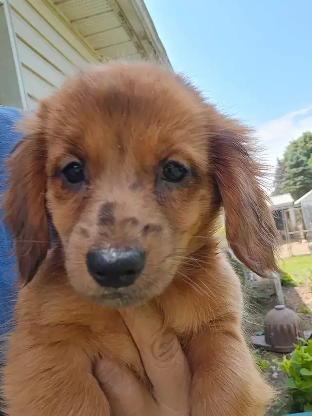 Miniature Daschund Miniature Australian Shepherd Puppies for Sal in Dogs & Puppies for Rehoming in Woodstock - Image 6