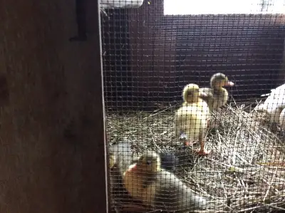 I have 4 mixed Ducklings for sale. They are 3 weeks old. They are a mix of Indian runner and call du...