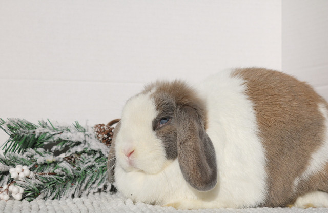 purebred holland lop female in Small Animals for Rehoming in Hamilton - Image 2