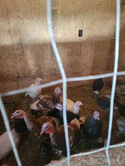 turkey for sale , View more
