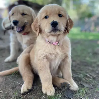 Purebred quality golden retriever puppies available from health tested parents. Males Dark blue - ❌r...