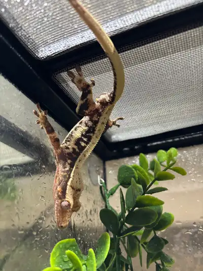 We have a stunning male crested looking for new branches. He’s a pretty chill guy. Eats pangea and L...