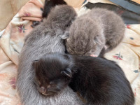 Kittens for rehoming