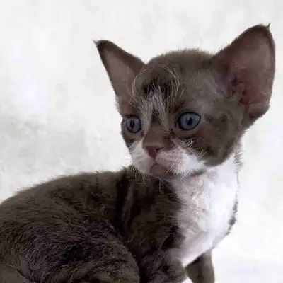 Beautiful Devon Rex kitten available from a TICA registered breeder. This adorable [boy] is [Chocola...