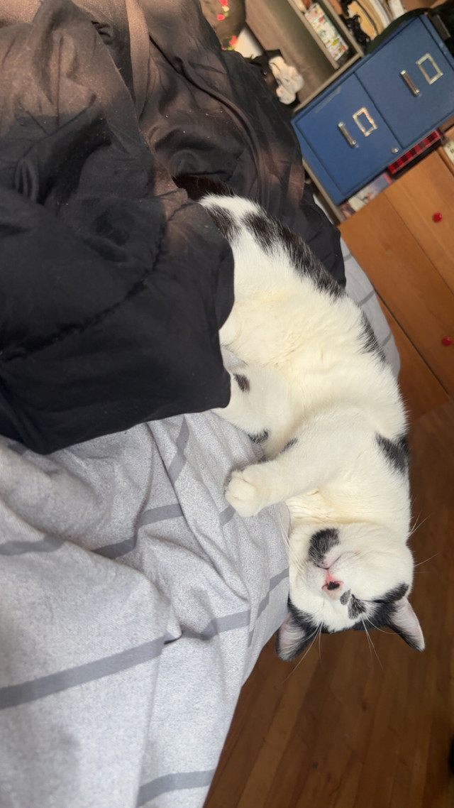 Cat tuxedo dans Chats et chatons à adopter  à Ville de Montréal