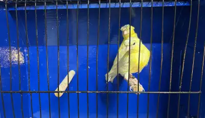 Beautiful Crested Canaries, View more