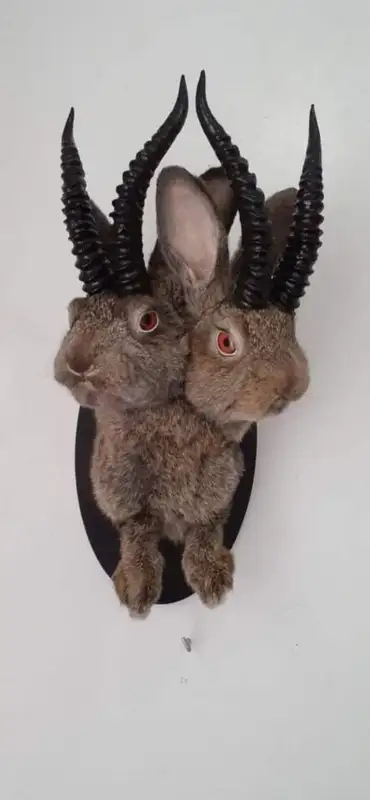 2 headed jackalope taxidermy