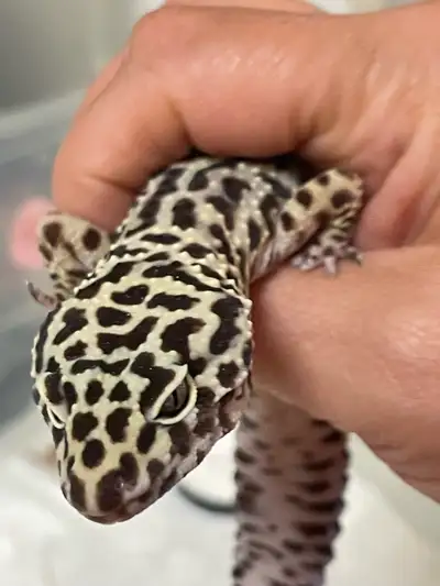 Leopard gecko , View more