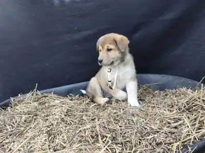 Shiba Inu & Great Pyrenees cross puppies, View more