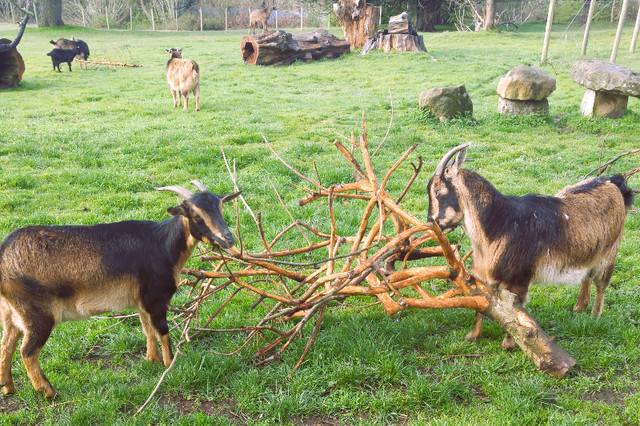 Herd Reduction Sale - San Clemente Island Goats in Livestock in Nanaimo - Image 2