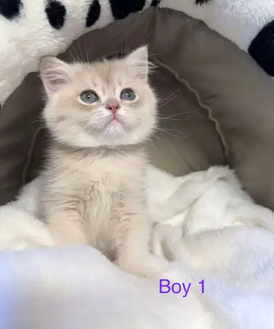 Purebred British Shorthair Kittens – , View more