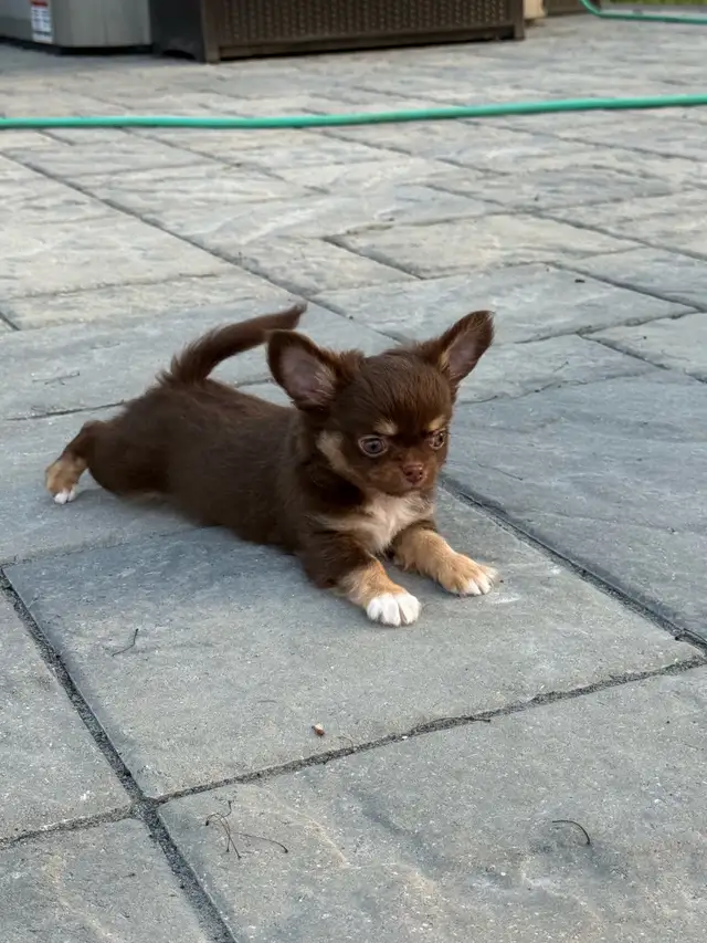 magnifique petit   chihuahua poil long enr. Ckc in Dogs & Puppies for Rehoming in City of Montréal - Image 3