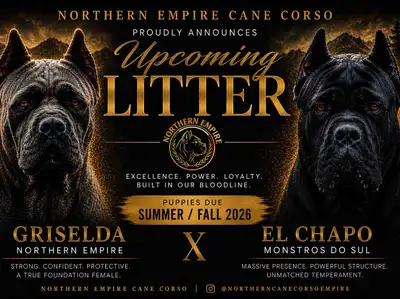 Cane Corso, View more