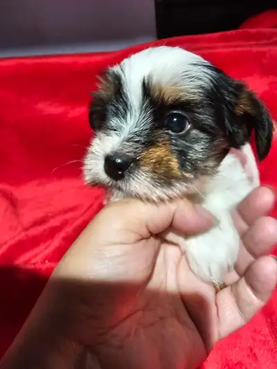 Maltese Yorkshire Terrier cross puppies. Adorable furr babies sure yo warm your heart ❤️. These babi...