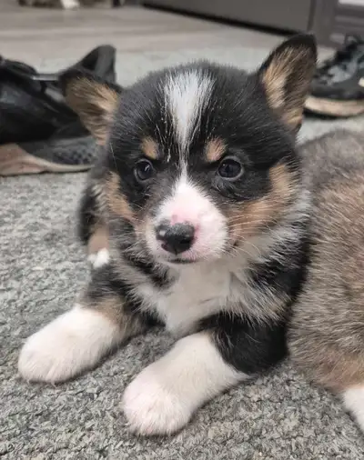 These cute little guys are looking for their forever homes. They are all male, and will come with a...