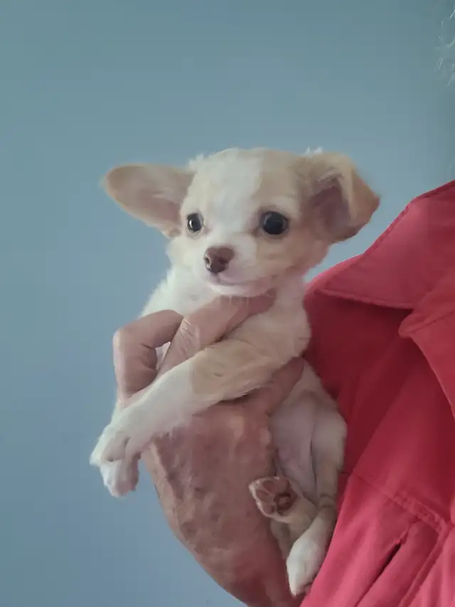 Long coat chihuahua puppies in Dogs & Puppies for Rehoming in Kitchener / Waterloo - Image 8