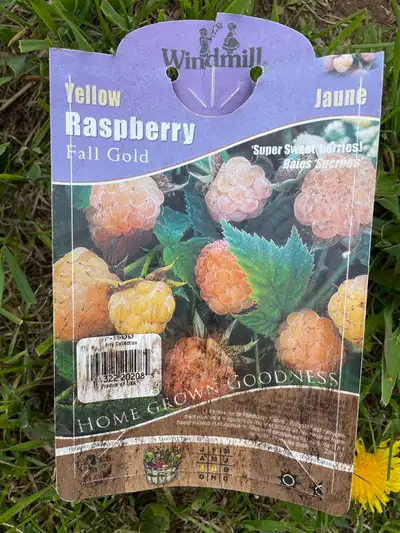 Yellow raspberry perennial garden plant