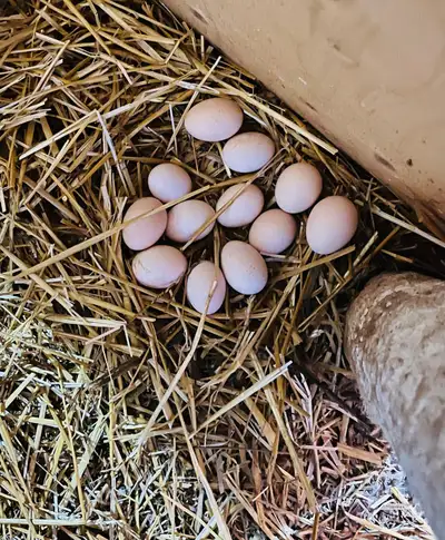 Fertalized Eggs for Hatching: Modern Game Birds, View more