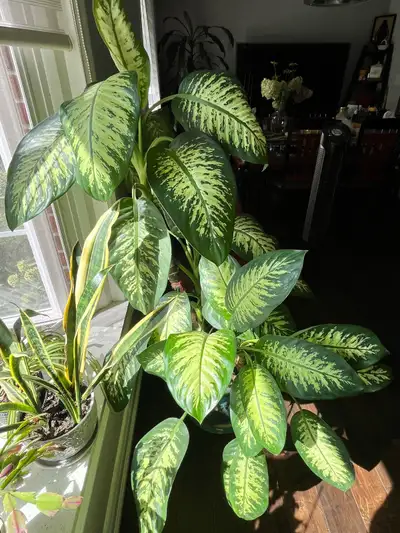 Indoor Dieffenbachia plant in Ceramic pot , View more