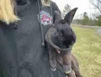 Male Outdoor Bunny