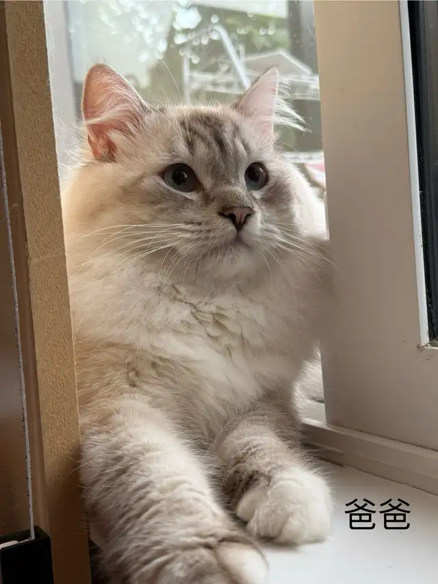 Neva Siberian Male Kitten Finding New Home