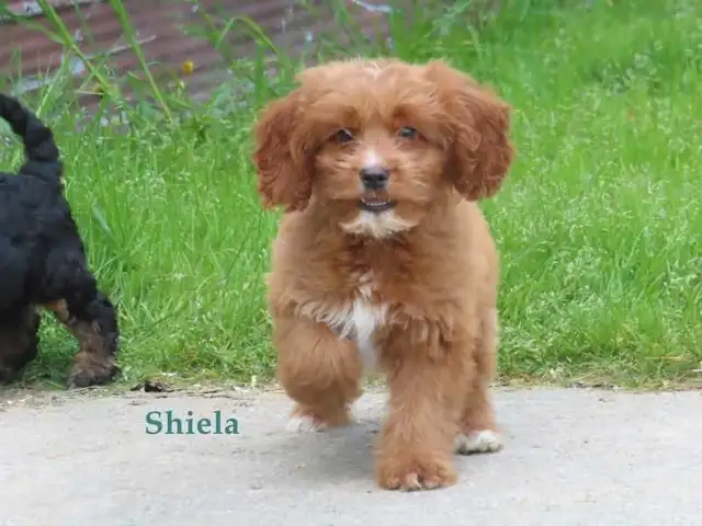 Cockapoo puppies for sale in Dogs & Puppies for Rehoming in Kitchener / Waterloo - Image 6