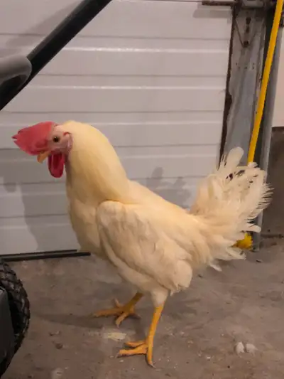 White Leg Horn Rooster. 21 weeks old. Very handsome. $10 Please text or call: 519-608-4259 for quick...