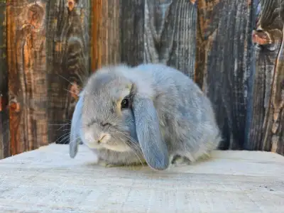 Bébés lapins Bélier Hollandais (nain), View more