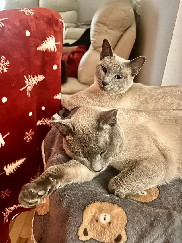 Mâle Siamois pour ‘ collaboration ‘ avec votre femelle