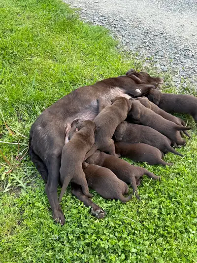 Chiots labrador brun née le 29 avril ils vont recevoir leurs vermifuges et vacciner avant de partir...