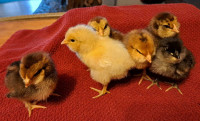 6 chicks  easter egger, Olive egger 