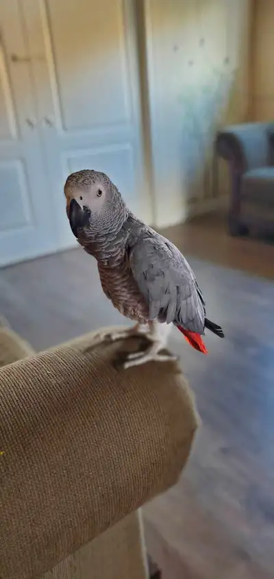 Young African Grey parrot for Rehoming, View more