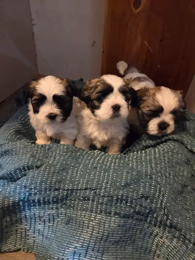Shih-tzu maltese puppies, View more