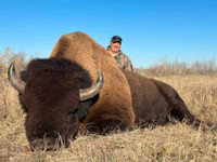 Bison Elk Whitetail trophy/meat Hunts 