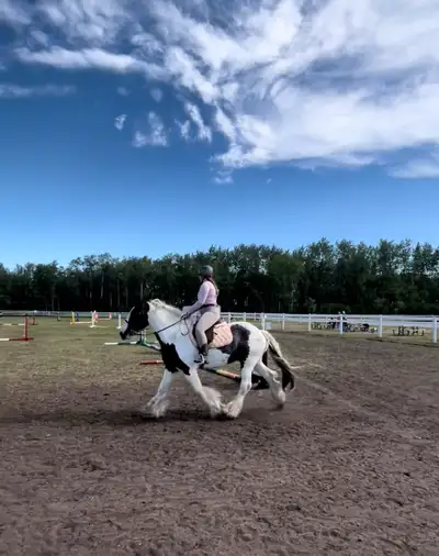 9 year old registered Gypsy vanner gelding, View more