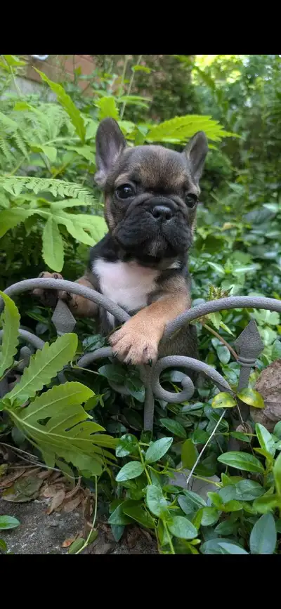 Pure Bred French Bulldog Puppies, View more