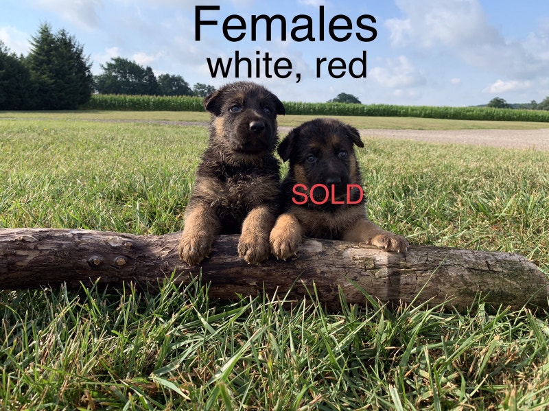 Well tempered German Shepherd puppies 2 male, 1 female Dogs