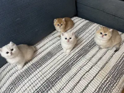 Pure breed British short hair kitten S, View more