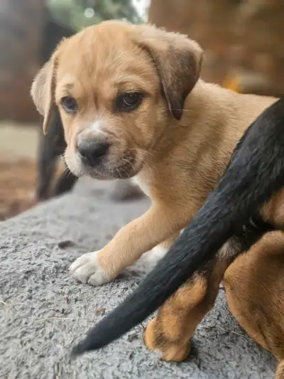 Puppies READY THIS WEEKEND, View more