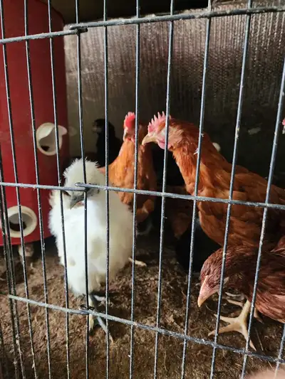 silkie hatchign eggs, white/or black chicks, View more