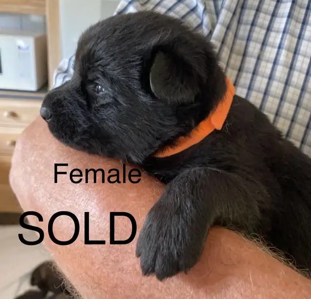 ALL SOLD PENDING PICKUP!! CKC REGISTERED   PUPS in Dogs & Puppies for Rehoming in Edmonton - Image 6